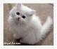 Persian Kittens for Sale - Adoptapet