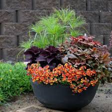 Through The Fire Proven Winners Container Garden Design Plants Container Flowers