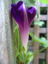 Image result for Ipomoea violacea