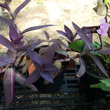 After all, it is supposed to be purple right? Tradescantia Pallida Pink Stripe Purple Heart Spiderwort Pink Stripe Uploaded By Doomsdoor