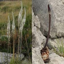 Image result for Drimia calcarata