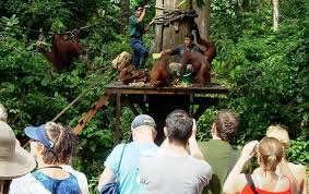 Rehabilitation medicine helps people with disabling medical conditions to minimise the impact and complications caused by their disease or disability. Conservationist Calls For A Boycott Of The Orangutan Rehabilitation Centre Clean Malaysia