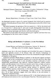 Image result for Pneumatopteris afra