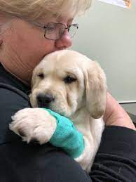 Maybe you would like to learn more about one of these? Pets R Us Veterinary Hospital 171 Photos 395 Reviews Veterinarians 40125 10th St Palmdale Ca Phone Number