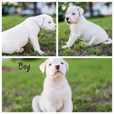 These puppies located in fayetteville ballingbulldogs fayetteville, nc 28348. Litter Of 3 American Bulldog Puppies For Sale In Fayetteville Nc Adn 30967 On Puppyfinder Com Gende American Bulldog Bulldog Puppies For Sale Bulldog Puppies