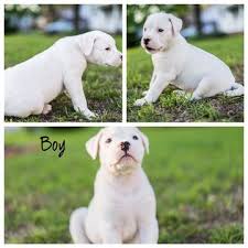 The way they stored the enchanter moments of puppies and exhibit them for people is find great deals on 'yellow labrador retriever puppies' photographic print by ron dahlquist at allposters.com, with free shipping on orders $23+. Pin On Puppies For Sale