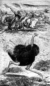 The Arabian ostrich (Struthio camelus syriacus), Syrian ostrich, or Middle  Eastern ostrich is an extinct subspecies of the ostrich that lived on the  Arabian Peninsula and in the Near East until the