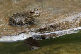 Birds that eat mosquitoes are a great way to curb the impact of those nasty biters. How To Kill Or Get Rid Of Frogs And Toads Dengarden