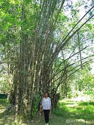 Image result for Bambusa balcooa