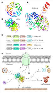 Maybe you would like to learn more about one of these? Wd40 Repeat Proteins In Plant Cell Wall Formation Current Evidence And Research Prospects Semantic Scholar