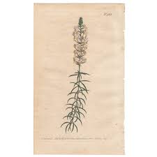 Image result for Hebenstretia