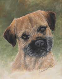 Quirks, pictures, personality & facts. Border Terrier Portrait Painting By Daniele Trottier