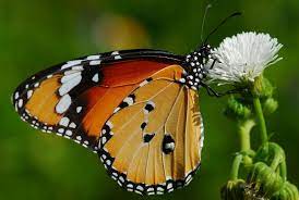 Pin En Mariposas Del Mundo