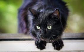 It can be very difficult to tell if a cat is in pain, where the pain is coming from and what's causing it. How To Tell If Your Cat Has Cancer Canna Pet