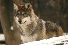 The Mexican Gray Wolf Recovery Program Home Mexican Wolf Mexican Gray Wolf Wolf Pictures