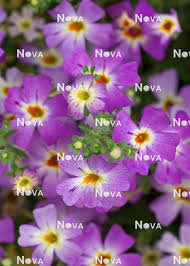 Image result for Jamesbrittenia myriantha