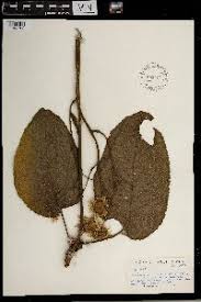 Image result for Berkheya johnstoniana