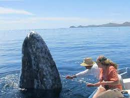 Hi/low, realfeel®, precip, radar, & everything you need to be ready for the day, commute, and weekend! Magdalena Bay Whales Puerto San Carlos Aktuelle 2021 Lohnt Es Sich Mit Fotos