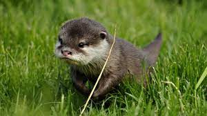 1920x1080 Asian Short Clawed Otter Wallpaper Background Image View Download Comment And Rate Wallpaper Abyss Otters Cute Baby Animals Baby Otters