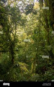 Image result for Brazzeia longipedicellata