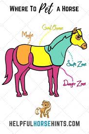 How To Pet A Horse Saying Hi And Staying Safe Horse Care Horse Camp Horse Grooming