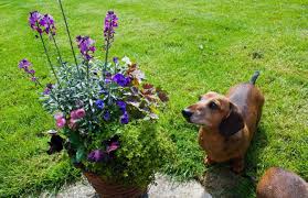 Maybe you would like to learn more about one of these? Poisonous Plants For Dogs 51 Toxic Plants To Watch Out Hort Zone