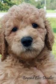 No matter what any breeder claims, it is impossible to fully housebreak a puppy until it is old enough to have full bladder control(about 3 mths.), but we can give them a sense of what is expected. Available Upcoming Puppies Puppies Cute Dogs Cute Animals