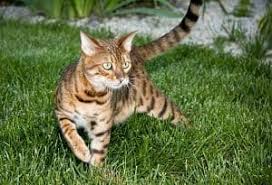 Find bengal in cats & kittens for rehoming | 🐱 find cats and kittens locally for sale or adoption in canada : Tabby Cats Vs Tiger Cats What S The Difference Faqcats Com