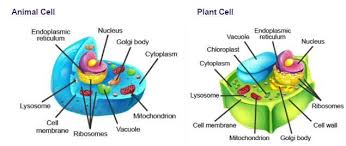 Maybe you would like to learn more about one of these? Using The Picture Below Compare And Contrast The Plant Cell And The Animal Cell What Do They Have Brainly Com