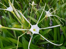 Spring bulbs flower from late winter to permanent bulb plantings should be fertilized by one of two methods in the absence of a soil test. Dream Yard Team On Twitter Thanks Dana I M Happy To Hear And Share Stuff That Are Helpful We Are In Philippines Now So We Will Be Posting Tropical Flowers Https T Co Lvve7j0rre