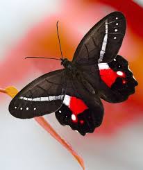 Black And Red Caterpillar Maine Pin By Baitpoint On Beautiful Bugs Butterfly Photos Butterfly Pictures Beautiful Bugs