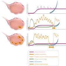 Image result for Pregnane Progestin