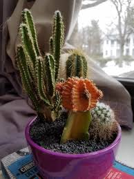 Grafted onto another type of cactus and tends not to last very long in cultivation. Ask A Question Forum Problem With A Cactus Garden Org