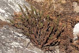 Image result for Anthospermum whyteanum