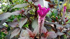 Bagi para milenial, obyek wisata ini akan menjadi tempat yang sangat pas untuk hunting foto. Indahnya Bunga Celosia Ungu Di Halaman Rumah