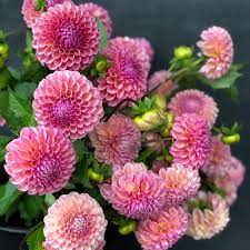 Pin On Dahlias
