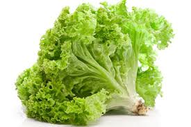 Green Leaf Lettuce Main Diet Food Vegetables