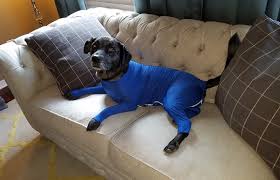 Shed Defender Reviews Dog Onesie To Control Shedding