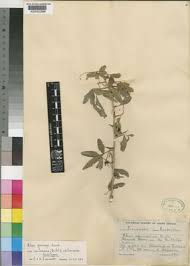 Image result for Searsia gueinzii