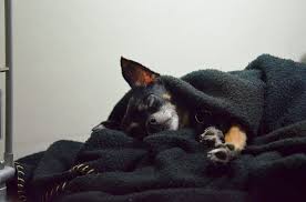 Wenn unser geliebter hund stirbt müssen wir abschied nehmen. Abschied Und Trauer Um Den Hund Mein Chihuahua