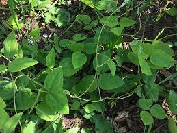 Image result for Amphicarpaea