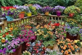 Low maintenance native and maryland native plant resources. 5 Native Maryland Plants For Easy Container Gardening Wikilawn