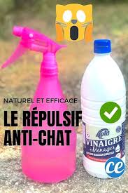 Le Repulsif Naturel Et Tres Efficace Que Tous Les Chats Detestent