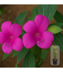 Image result for Sclerochiton harveyanus