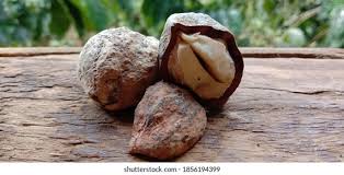 Image result for Aleurites