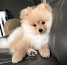Pomeranians puppies for sale by The Bomb Poms