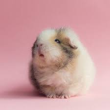 Pin On Guinea Pigs