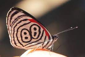 Nombre Comun Mariposa 88 El Numero Lo Mariposas Evenus Facebook