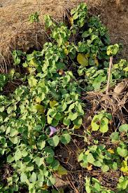 Image result for Stictocardia