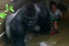 Cincinnati zoo 'not amused' by harambe memes—but the internet's not done mourning the ape and the meme are two different harambes. Gorilla Did Not Need To Be Shot Claims Expert Who Says Cincinnati Zoo Had Other Options World News Mirror Online